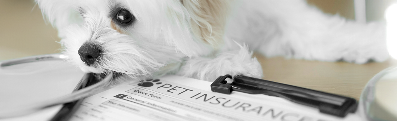 Como levar meu pet para outro país com segurança